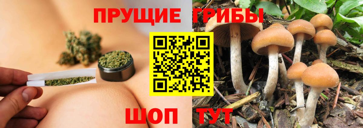 Псилоцибиновые грибы GOLDEN TEACHER Губкин